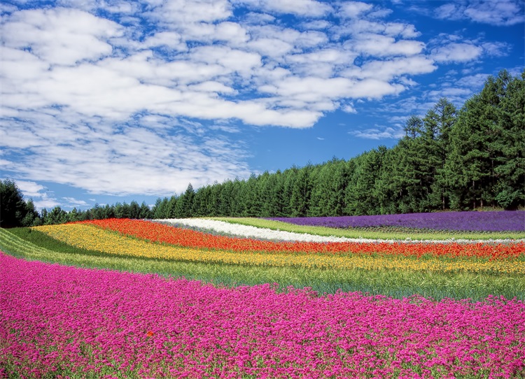 天空蓝天白云树木彩色花朵花田风景